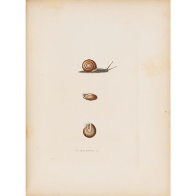 a drawing of a snail and a snail shell on a piece of paper
