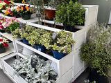 many different types of flowers and plants on display