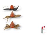 three fish that are sitting on top of each other