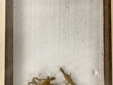 a picture of a picture of grasshoppers in a shadow box