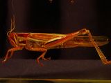 a close up of a grasshopper on a black surface