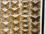 a picture of a display of butterflies in a glass case