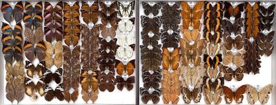 many different types of feathers on display in a glass case