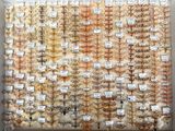 a picture of a display of many different types of insects