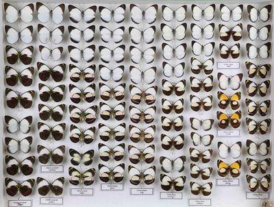 de nombreux types de papillons exposés dans une vitrine