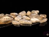 a pile of coins sitting on top of a black surface