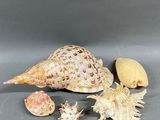 many shells that are sitting on a table