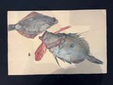 two fish that are sitting on a piece of paper