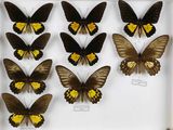 de nombreux papillons exposés dans une vitrine