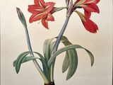 une image représentant un tableau d'une fleur rouge avec des feuilles vertes
