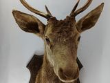 une tête de cerf fixée au mur d'une pièce