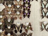 a lot of butterflies that are on display on the wall