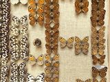 many different types of butterflies displayed in a box