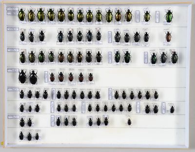 de nombreux coléoptères exposés dans une vitrine