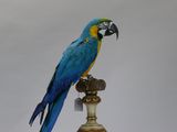 a blue and yellow parrot sitting on top of a pole