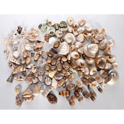 un tas de coquillages posés sur une table, sur fond blanc
