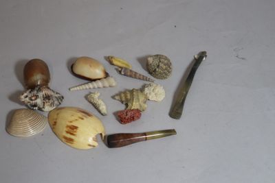 a lot of shells and a pipe on the table