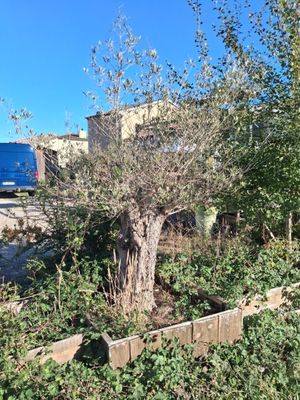 a tree that is growing in the middle of a garden