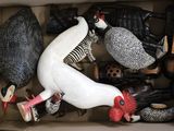 a box full of different types of birds in it