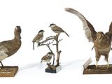 trois oiseaux sont posés sur un socle en bois, sur fond blanc