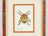 an image of a framed picture of a beetle in a bamboo frame