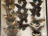 a picture of a display of butterflies in a glass case
