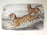 two tigers running in a field with grass and trees in the background