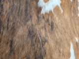a close up of a brown and white cow ' s head