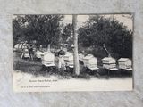 de nombreuses ruches posées à même le sol