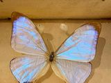 a blue butterfly that is sitting in a box