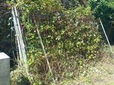 un grand amas de vignes poussant sur le mur d'un immeuble