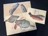 three cards with fish on them sitting on a table