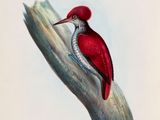 peinture représentant un pic à tête rouge perché sur une branche d'arbre
