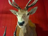 a deer head with horns and a cow ' s head on the wall