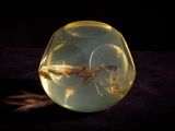 a glass vase with a small insect inside of it