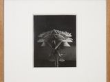black and white photograph of a flower in a wooden frame