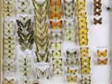 many different types of butterflies displayed in a display case