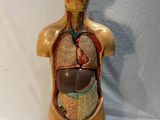 une image représentant une maquette du torse humain et de ses organes
