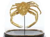 a close up of a crab under a glass dome on a stand