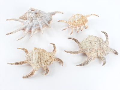 four seashells are arranged in a row on a white surface