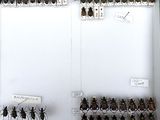 a lot of bugs that are on display in a case