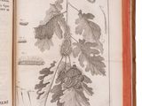 an open book with a drawing of a plant and leaves on it