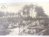 a postcard with a picture of a herd of sheep