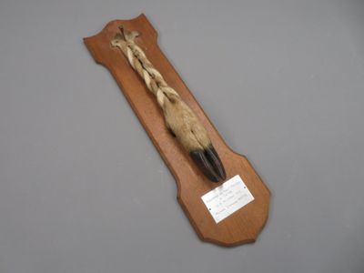 Trophée de chasse. Patte tressée montée sur socle.