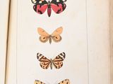 an open book with a picture of butterflies on it