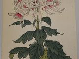 an image of a painting of a flower on a wall