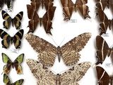 many different types of butterflies displayed in a wooden frame
