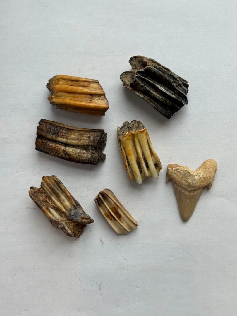 Objets d'art & Curiosités