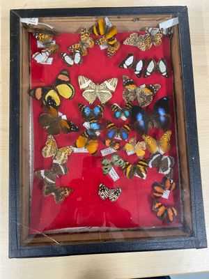 a picture of a display of butterflies in a shadow box