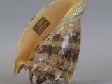 a shell that is sitting on top of a glass stand